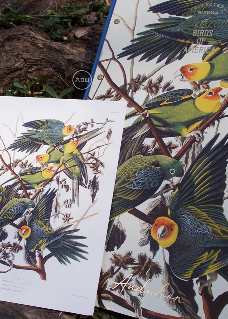 16K Sketchbook < Audubon: Birds of America > Brooklyn Museum