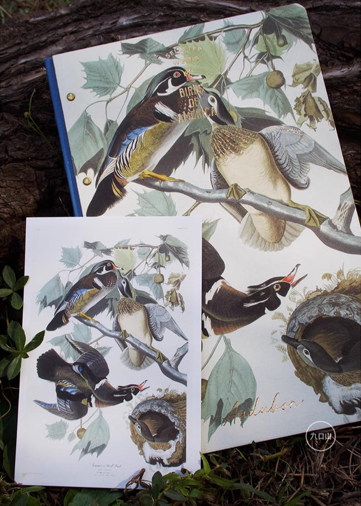 16K Sketchbook < Audubon: Birds of America > Brooklyn Museum