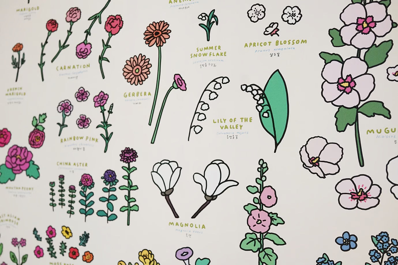 Graphic Dictionary Poster < Flowers >