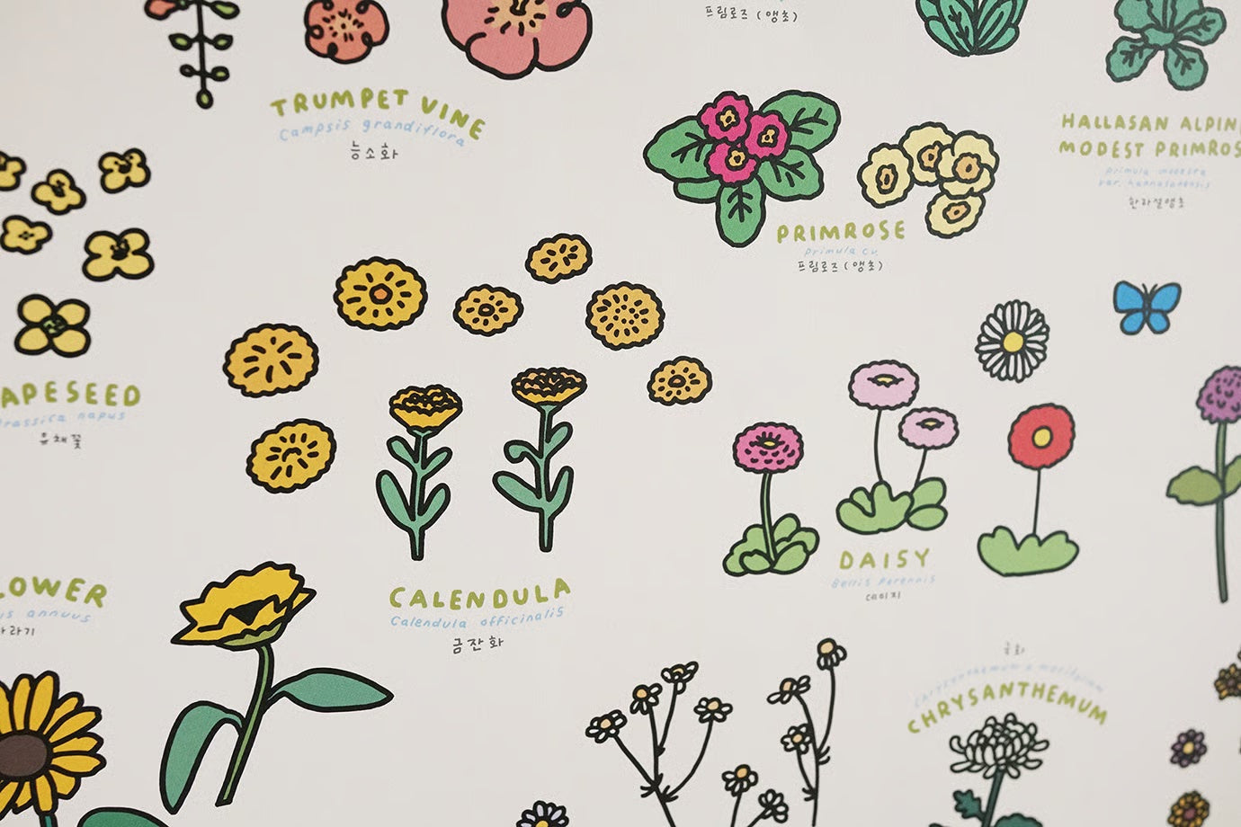 Graphic Dictionary Poster < Flowers >