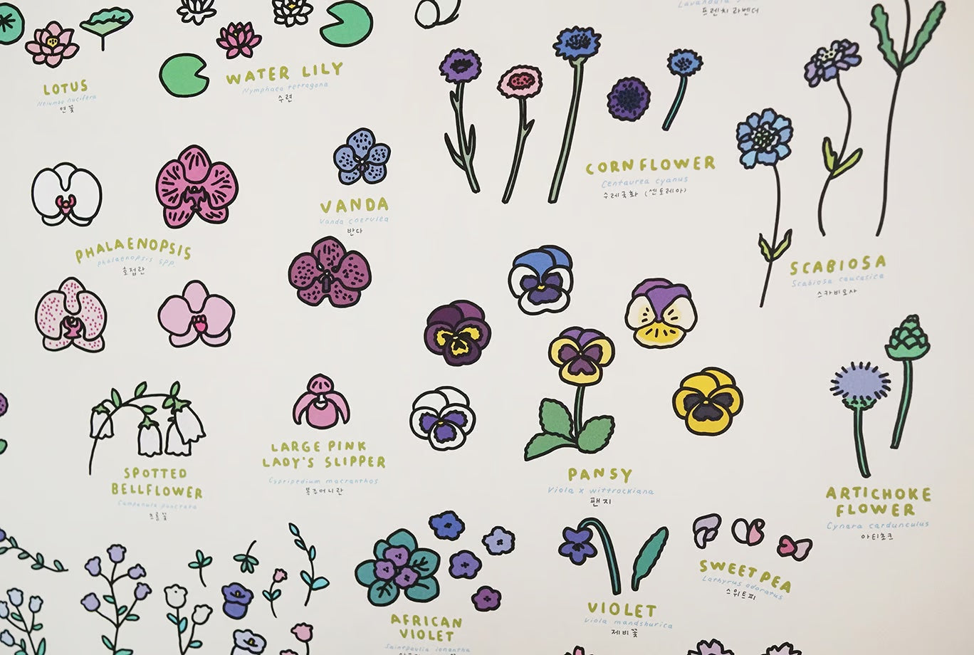 Graphic Dictionary Poster < Flowers >