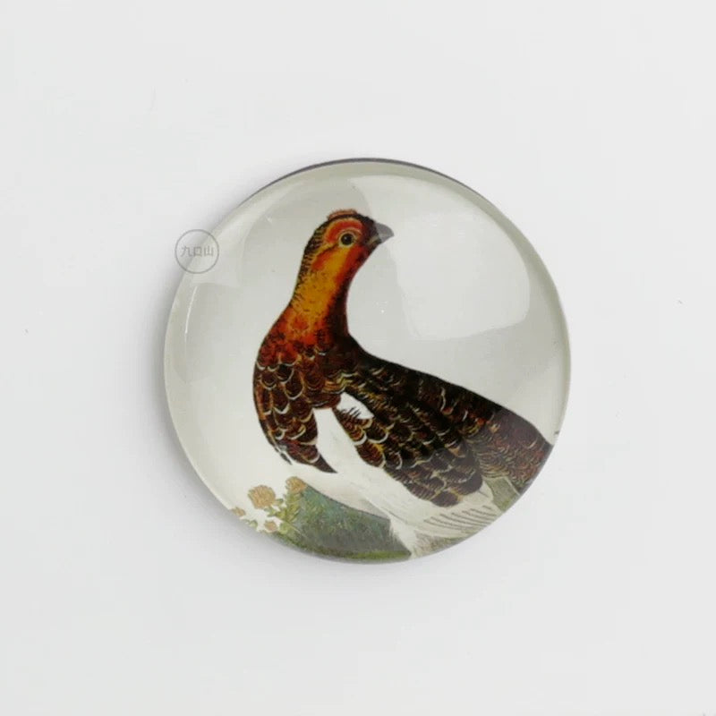 Magnet < Audubon: Birds of America >  Brooklyn Museum