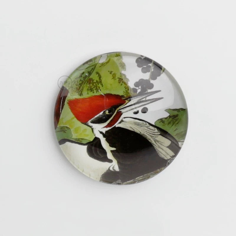Magnet < Audubon: Birds of America >  Brooklyn Museum