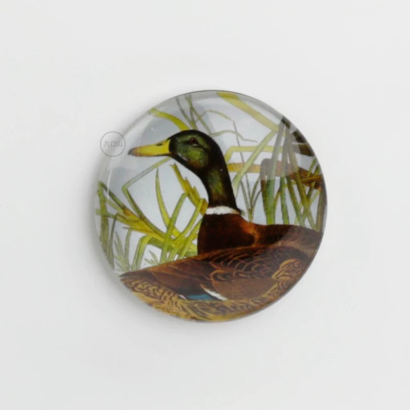 Magnet < Audubon: Birds of America >  Brooklyn Museum