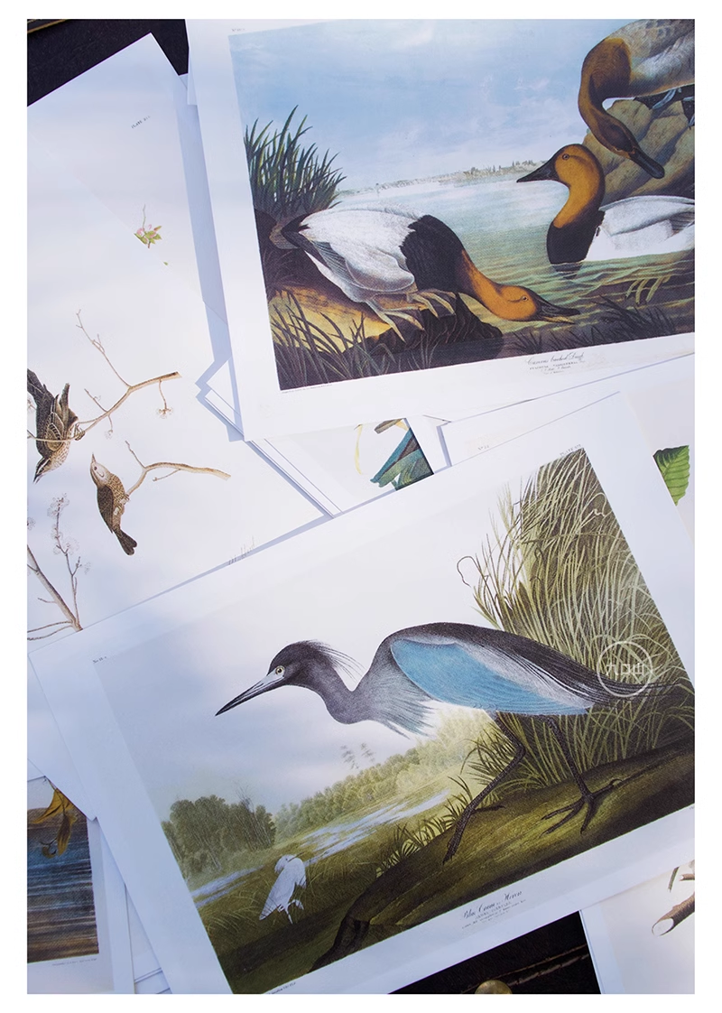 Postcard pack < Audubon: Birds of America >  Brooklyn Museum