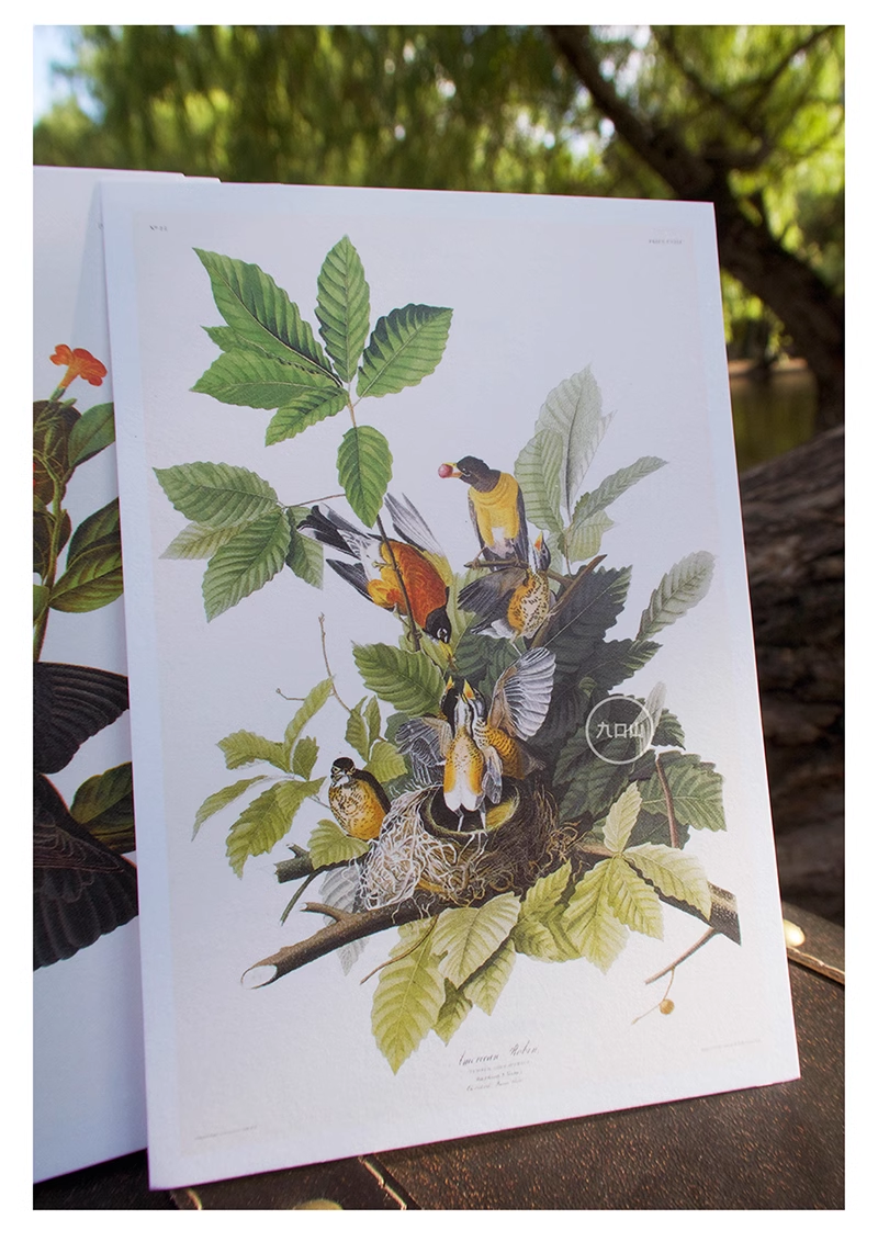Postcard pack < Audubon: Birds of America >  Brooklyn Museum