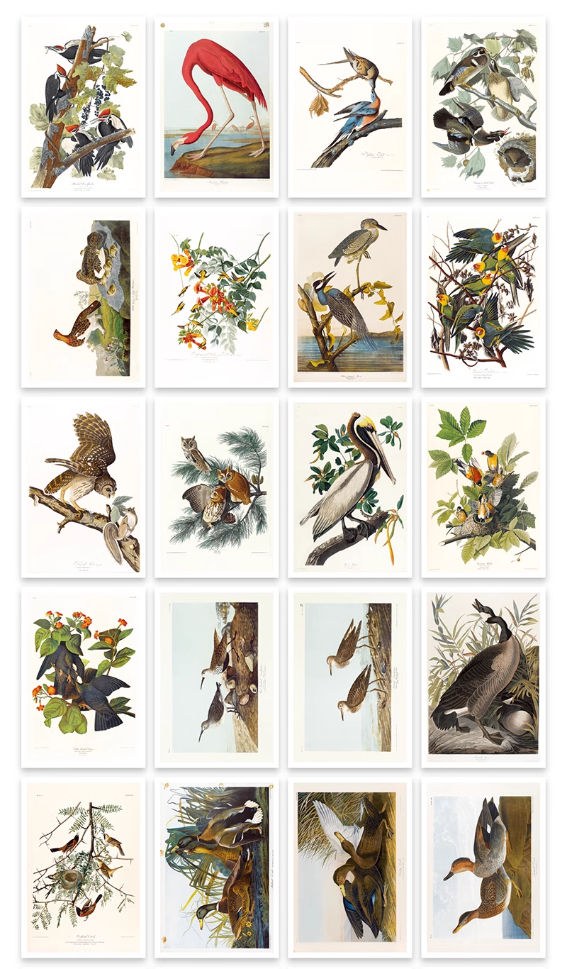 Postcard pack < Audubon: Birds of America >  Brooklyn Museum