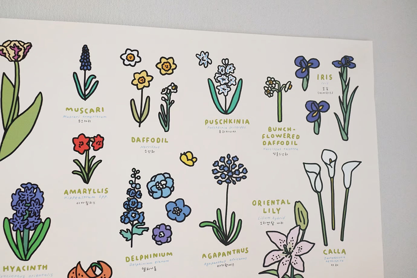 Graphic Dictionary Poster < Flowers >