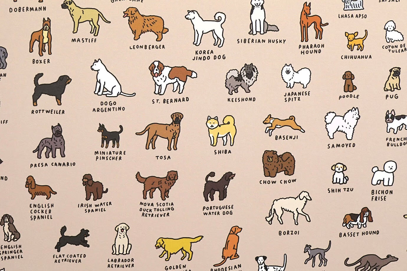 Graphic Dictionary Poster < Dog dictionary >