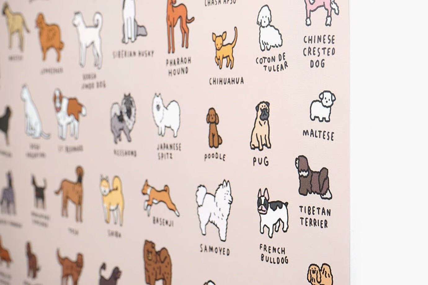 Graphic Dictionary Poster < Dog dictionary >